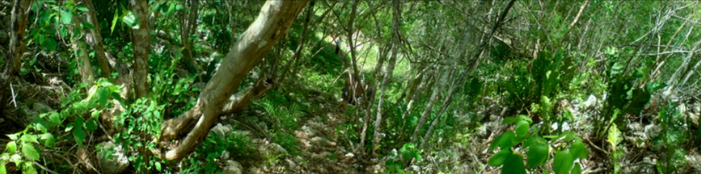 robin meier header image 3